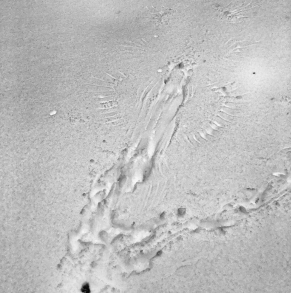 Screen Shot 2018-02-25 at 12.49.18 PM